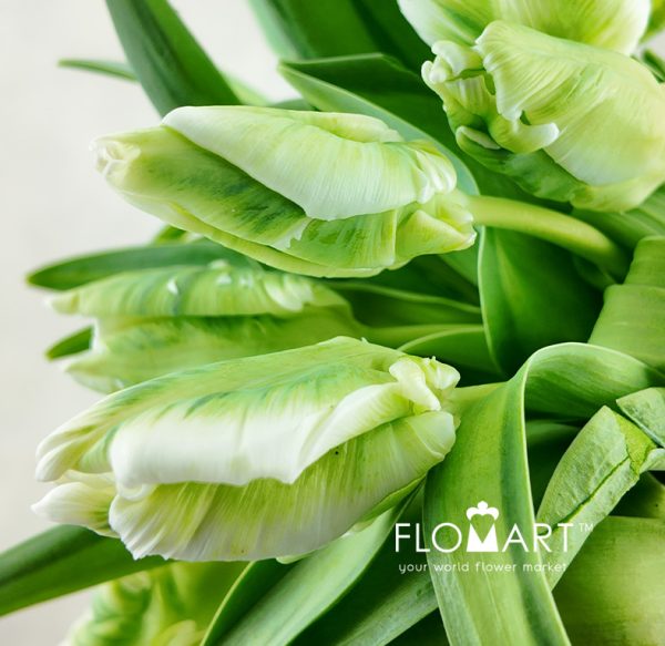 Tulip Parrot Super Parrot