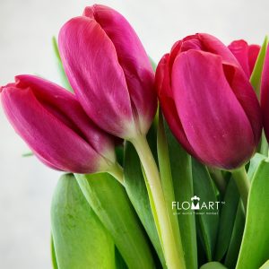Tulip Singel Antonio Vivaldi