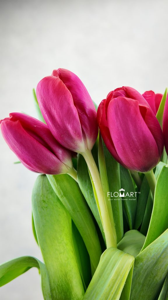 Tulip Singel Antonio Vivaldi