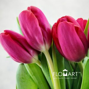 Tulip Singel Antonio Vivaldi - Image 2