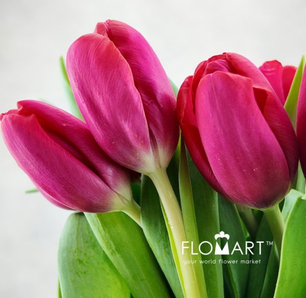 Tulip Singel Antonio Vivaldi