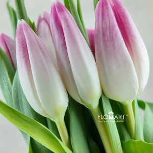 Tulip Singel Bolroyal Pink