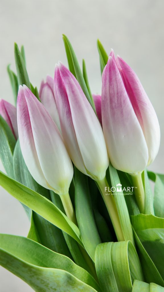 Tulip Singel Bolroyal Pink
