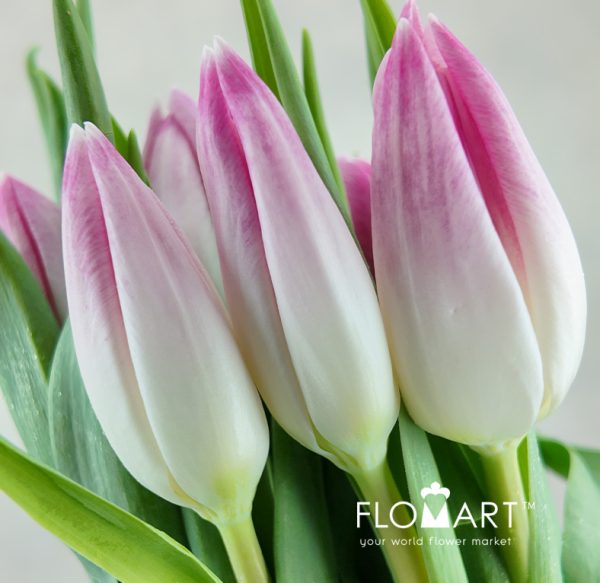 Tulip Singel Bolroyal Pink