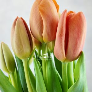 Tulip Singel Delta Storm