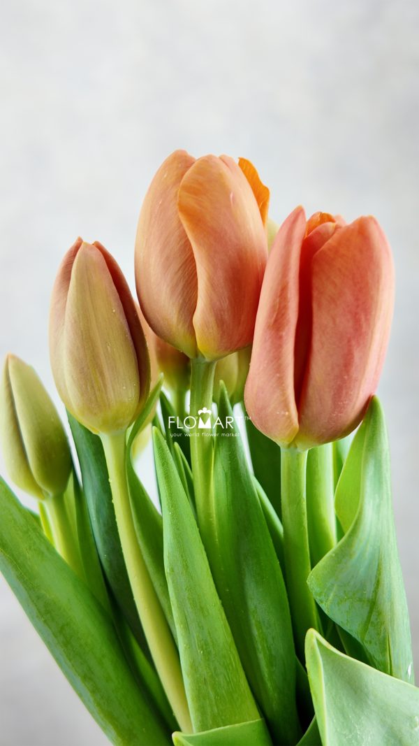 Tulip Singel Delta Storm Tulip Singel Delta Storm