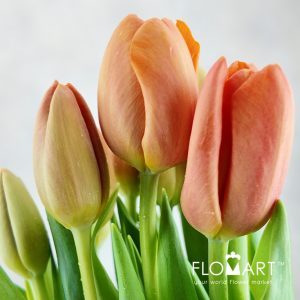 Tulip Singel Delta Storm - Image 2