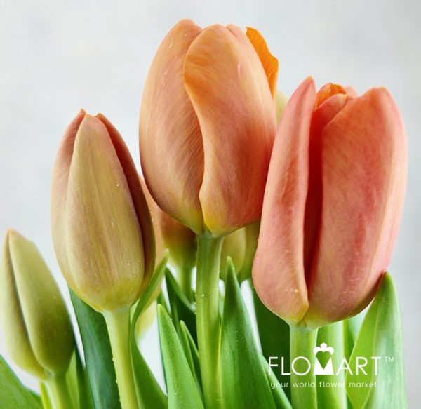 Tulip Singel Delta Storm