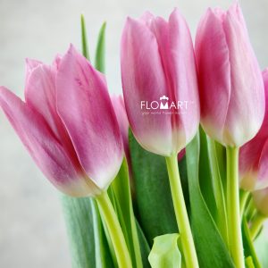 Tulip Singel Matchmaker