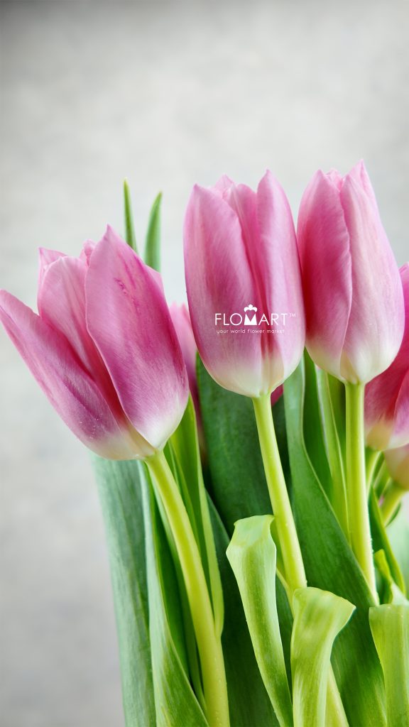 Tulip Singel Matchmaker