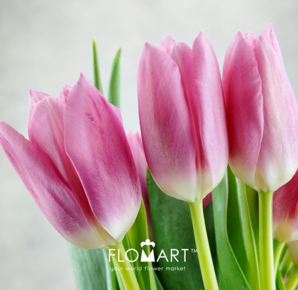 Tulip Singel Matchmaker