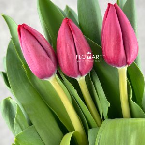 Tulip Singel Peu De Feu