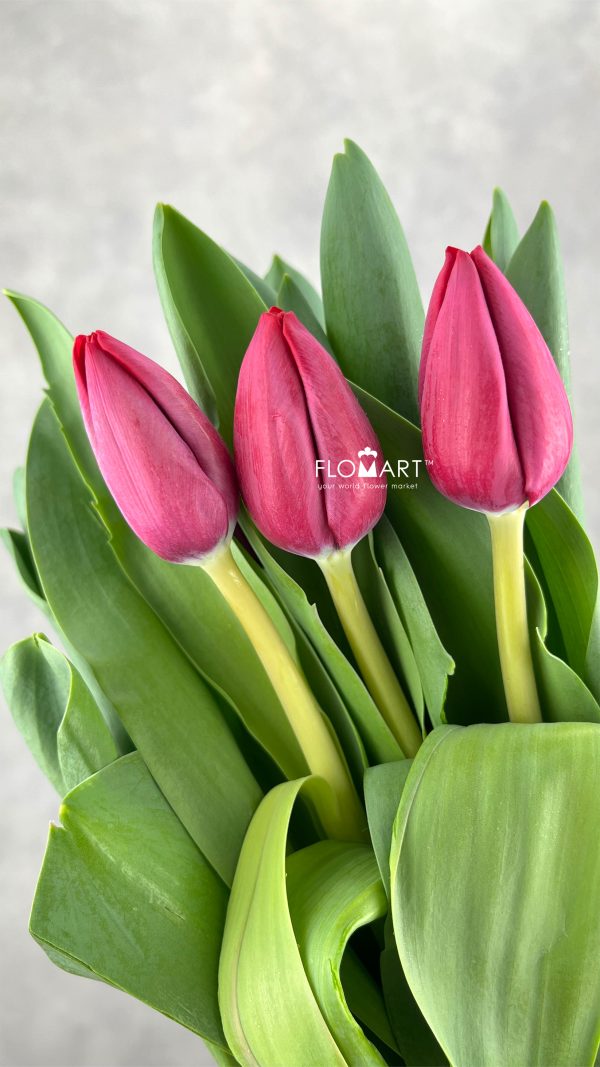 Tulip Singel Peu De Feu