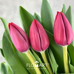 Tulip Singel Peu De Feu - Image 2