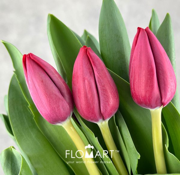 Tulip Singel Peu De Feu