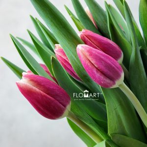 Tulip Singel Timeless