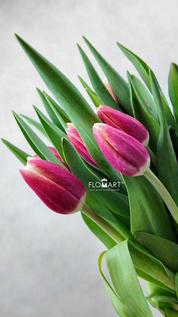 Tulip Singel Timeless