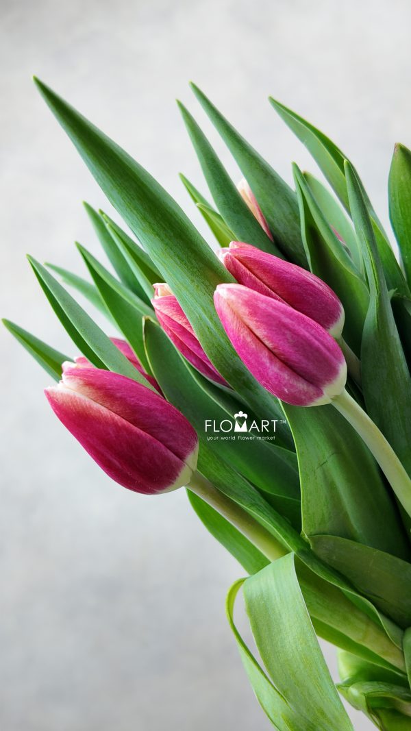 Tulip Singel Timeless