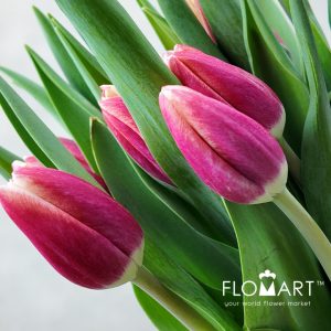 Tulip Singel Timeless - Image 2