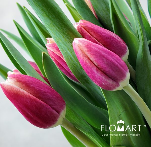 Tulip Singel Timeless