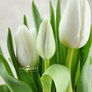 Tulip Singel Update