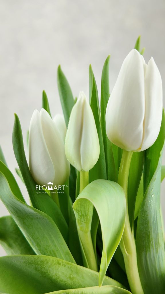 Tulip Singel Update