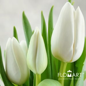 Tulip Singel Update - Image 2
