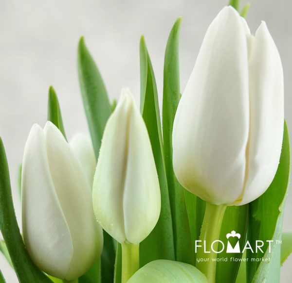Tulip Singel Update