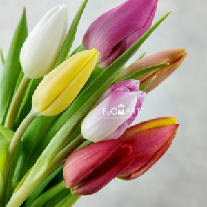 Tulip Single Rainbow