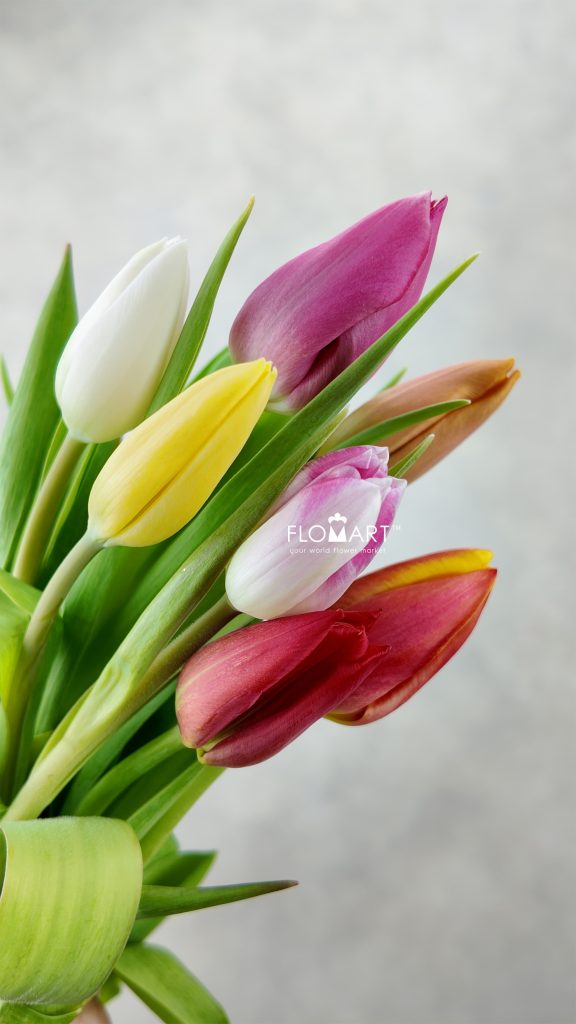 Tulip Single Rainbow