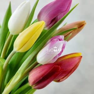 Tulip Single Rainbow - Image 2