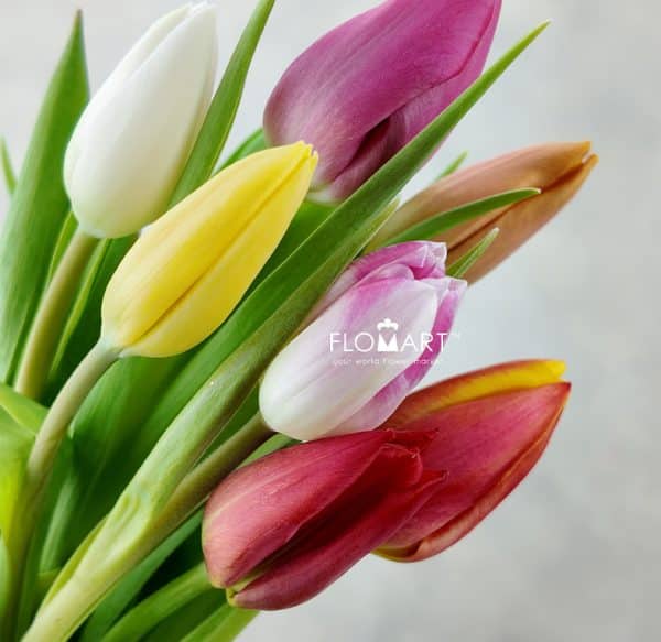 Tulip Single Rainbow