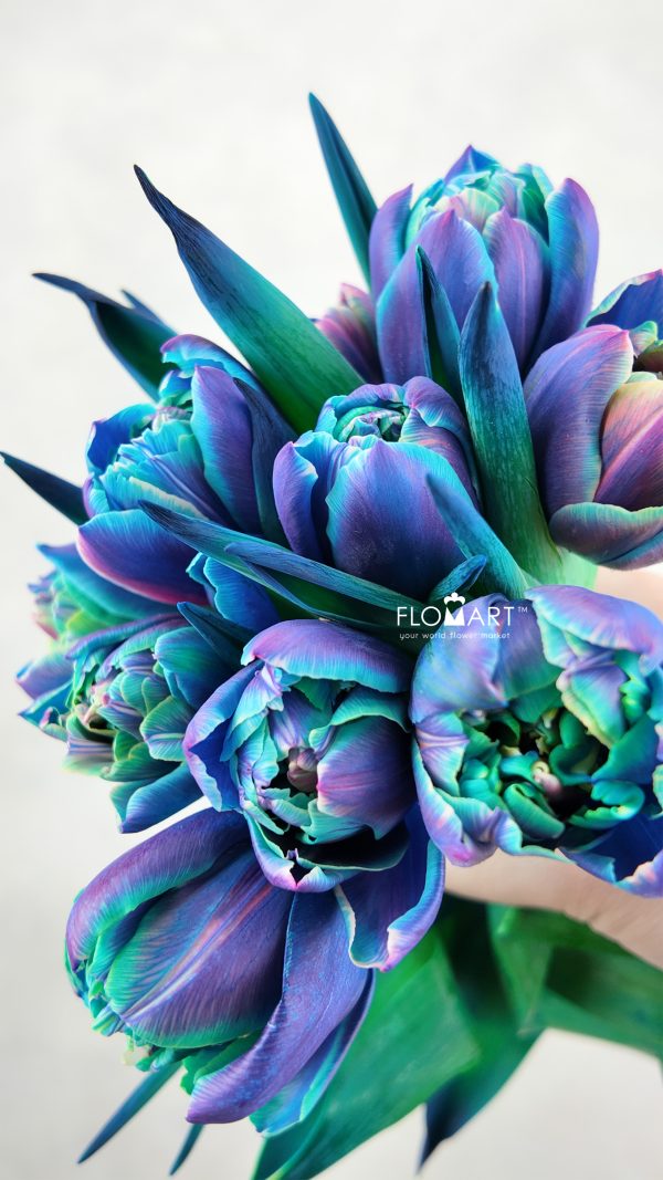 Tulip VIP double Bubble