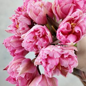 Tulip VIP double Sexy Red