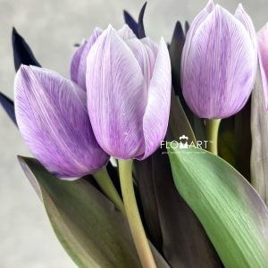 Tulip VIP singel Pastel Violet