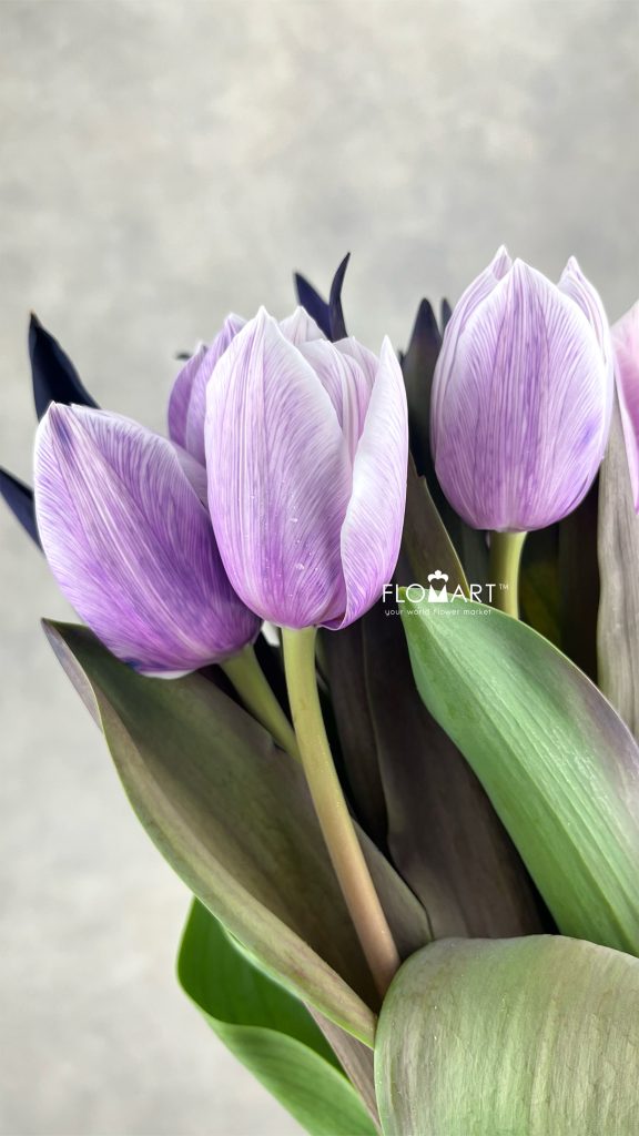 Tulip VIP singel Pastel Violet