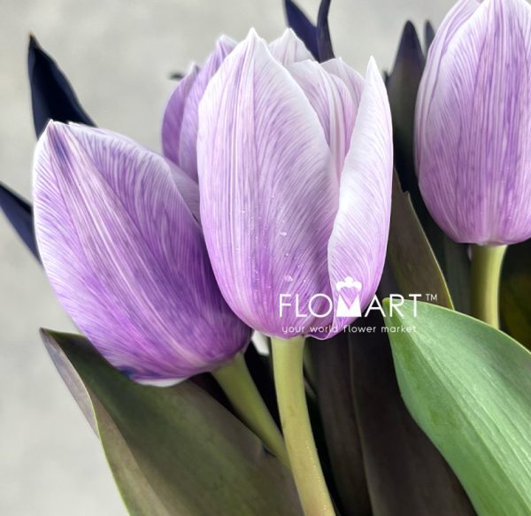 Tulip VIP singel Pastel Violet