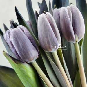 Tulip VIP singel Shades of Grey