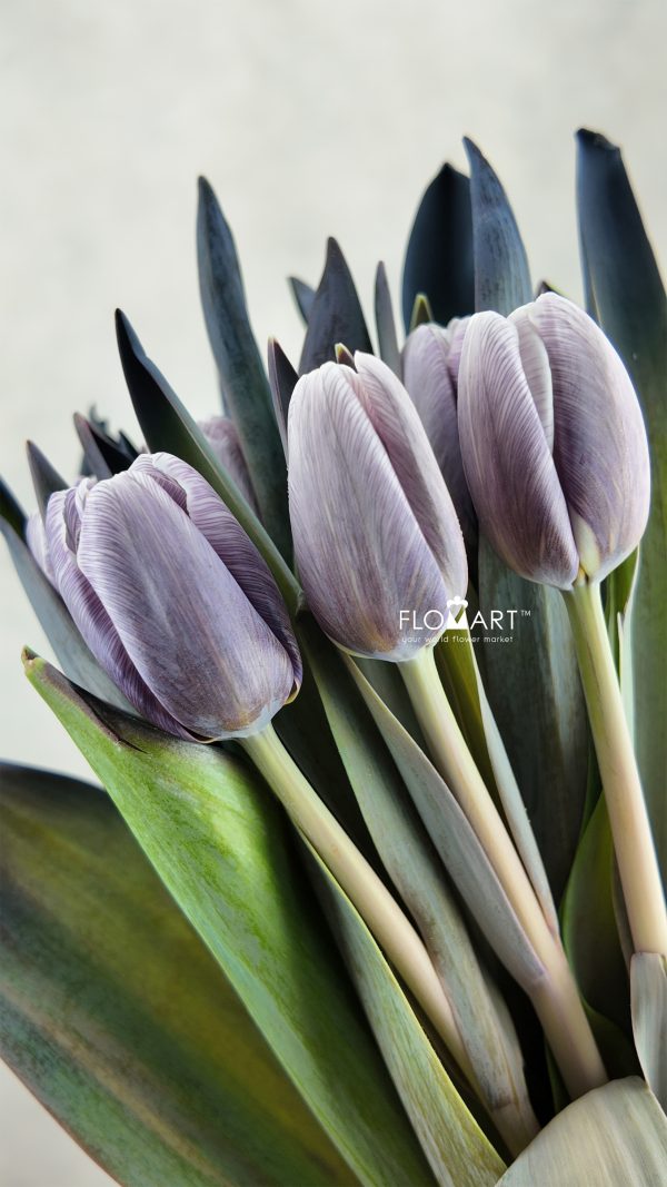 Tulip VIP singel Shades of Grey