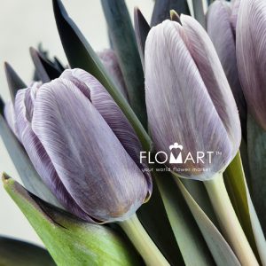 Tulip VIP singel Shades of Grey - Image 2