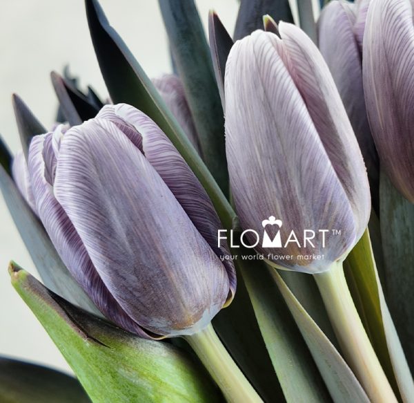 Tulip VIP singel Shades of Grey