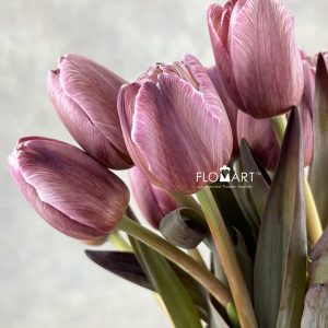 Tulip VIP single Brownies