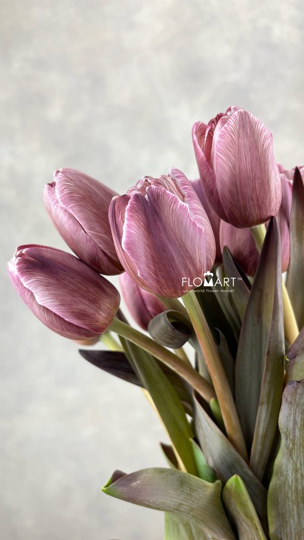 Tulip VIP single Brownies