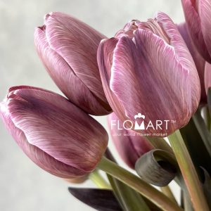 Tulip VIP single Brownies - Image 2