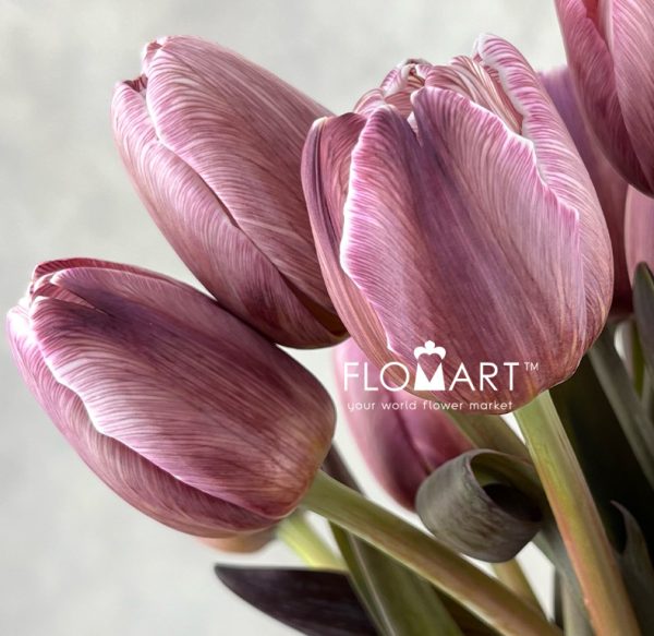 Tulip VIP single Brownies