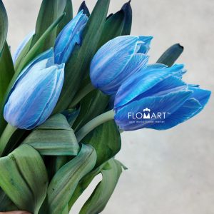 Tulip VIP single Delft Blue