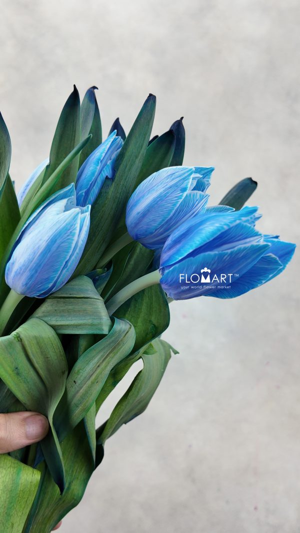 Tulip VIP single Delft Blue