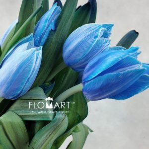 Tulip VIP single Delft Blue - Image 2