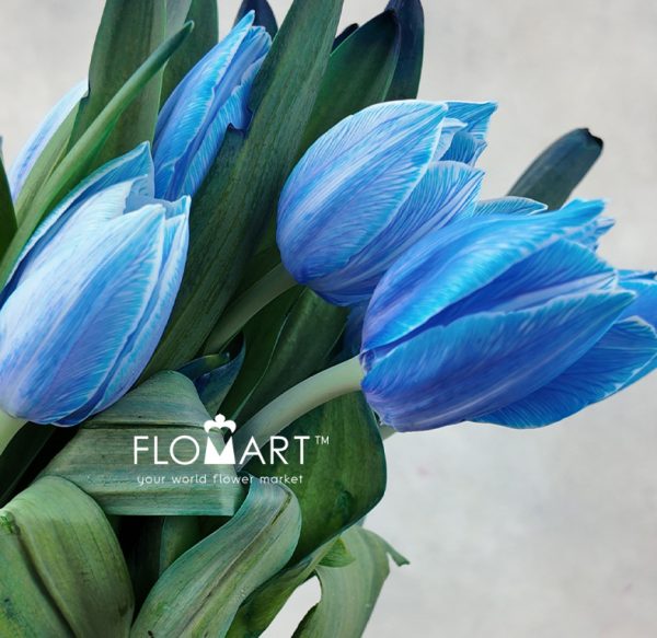 Tulip VIP single Delft Blue