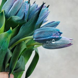 Tulip VIP single Gypsy Blue